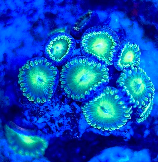 Zoas/Paly ZP102903 WYSIWYG