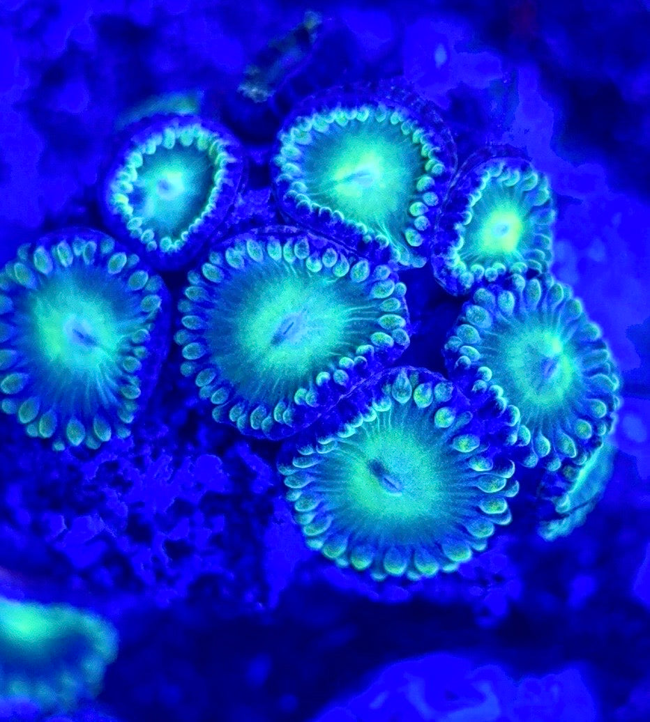 Zoas/Paly ZP102903 WYSIWYG