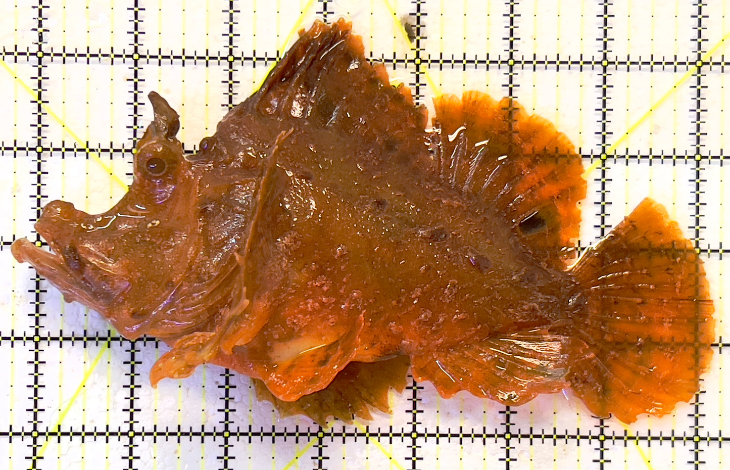 Eschmeyer’s Rhinopias Fish ERF091901 WYSIWYG Size: XXL 7.25" approx