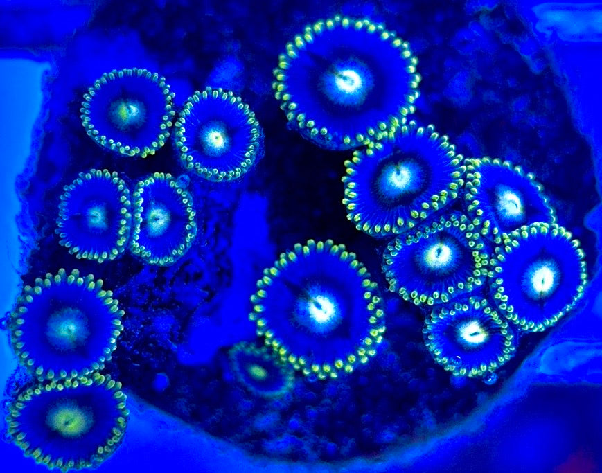 Zoas/Paly ZP102901 WYSIWYG