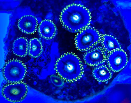 Zoas/Paly ZP102901 WYSIWYG
