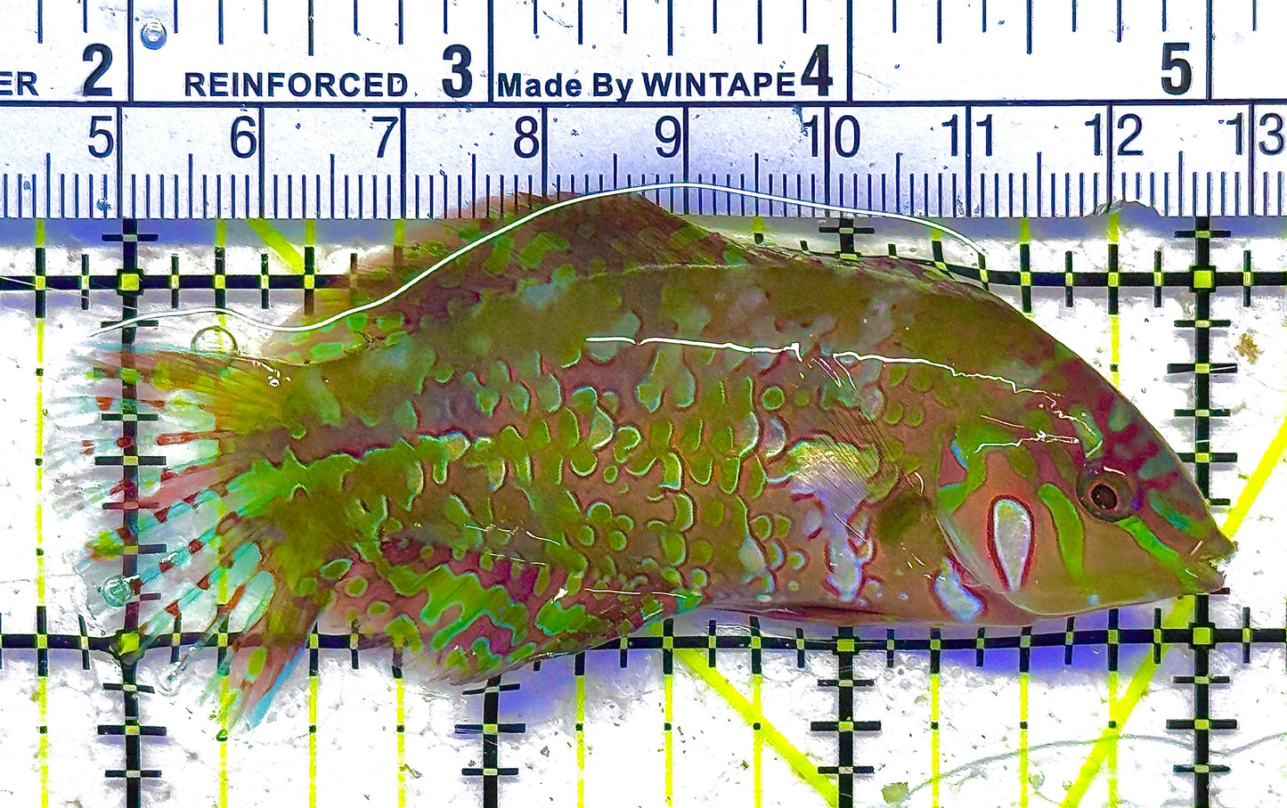Finspot Gold Nugget Wrasse Size: M 2" to 2.5"