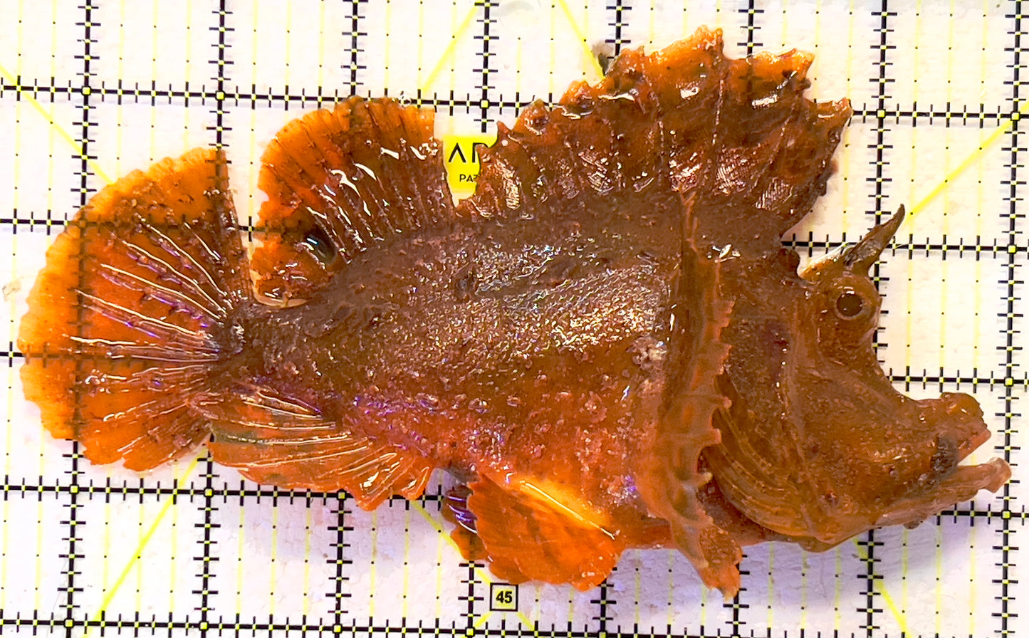 Eschmeyer’s Rhinopias Fish ERF091901 WYSIWYG Size: XXL 7.25" approx