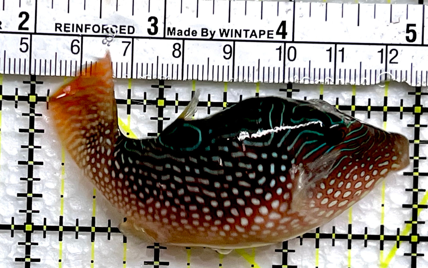 Blue Spot Toby Pufferfish BTP091302 WYSIWYG Size: 3"