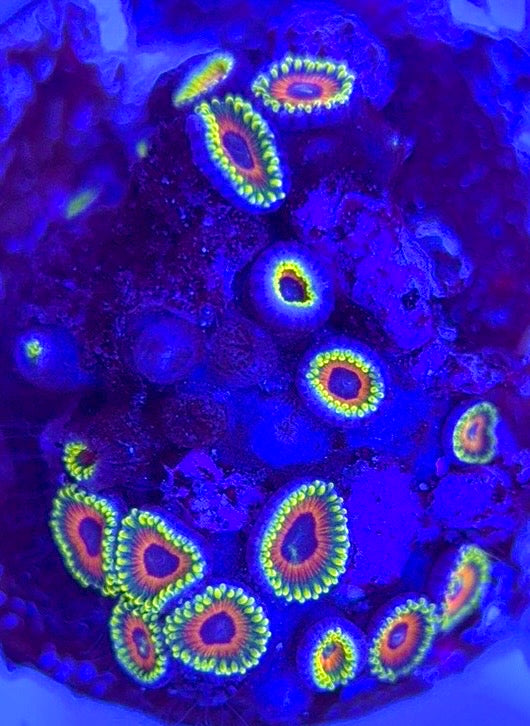 Zoas/Paly ZP102902 WYSIWYG