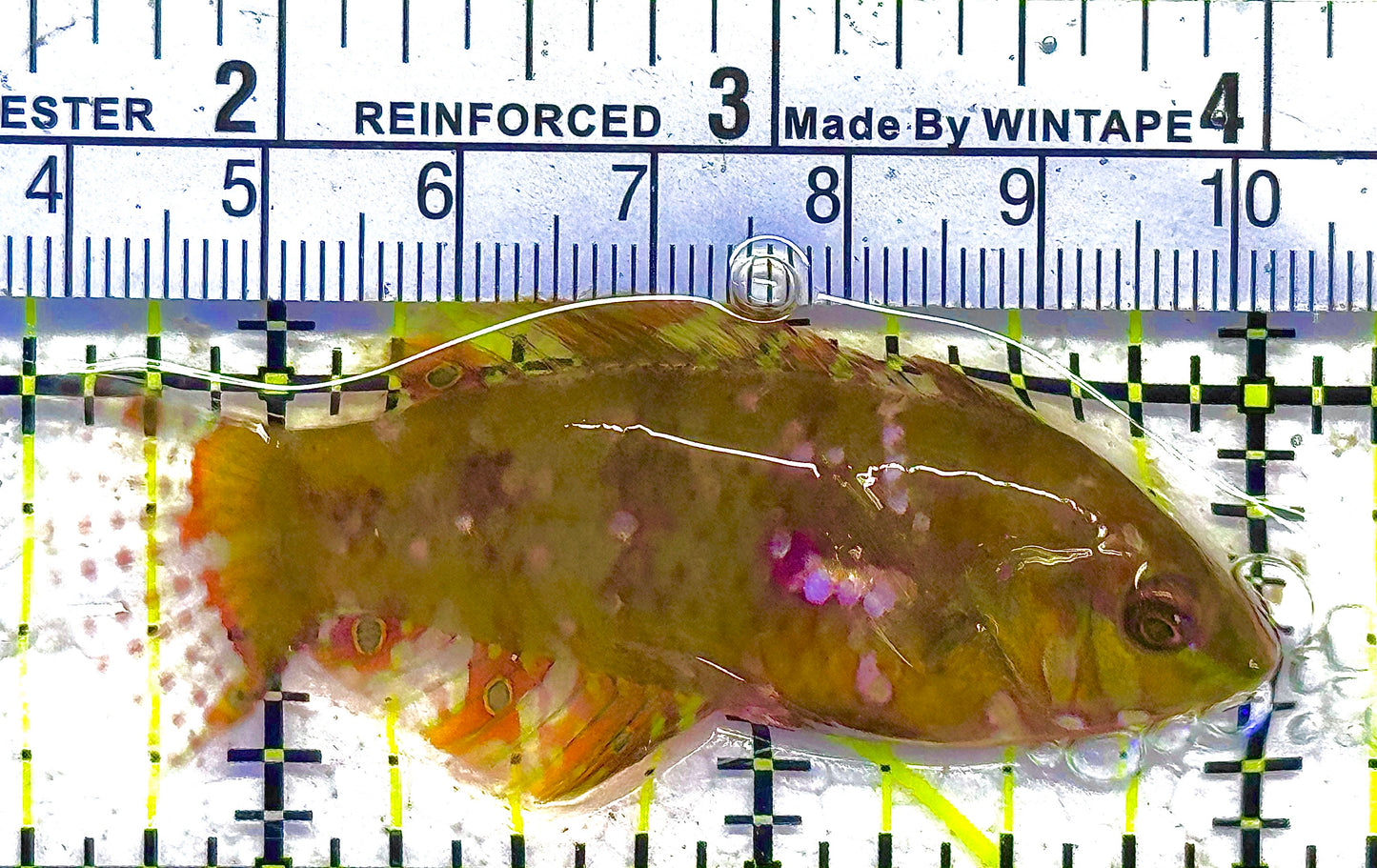Finspot Gold Nugget Wrasse Size: M 2" to 2.5"