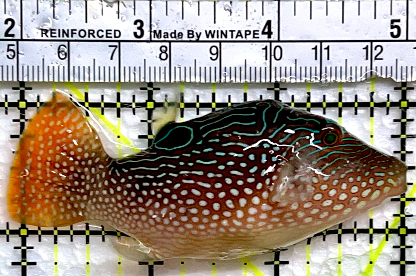 Blue Spot Toby Pufferfish BTP091302 WYSIWYG Size: 3"
