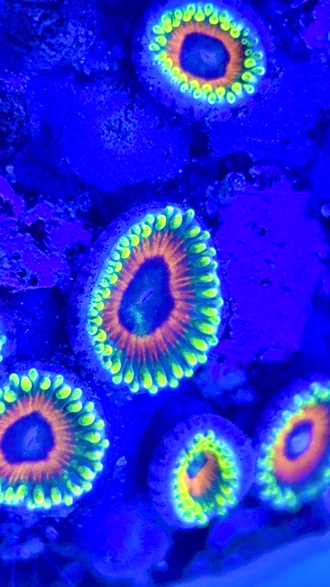 Zoas/Paly ZP102902 WYSIWYG