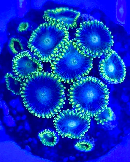 Zoas/Paly ZP102903 WYSIWYG