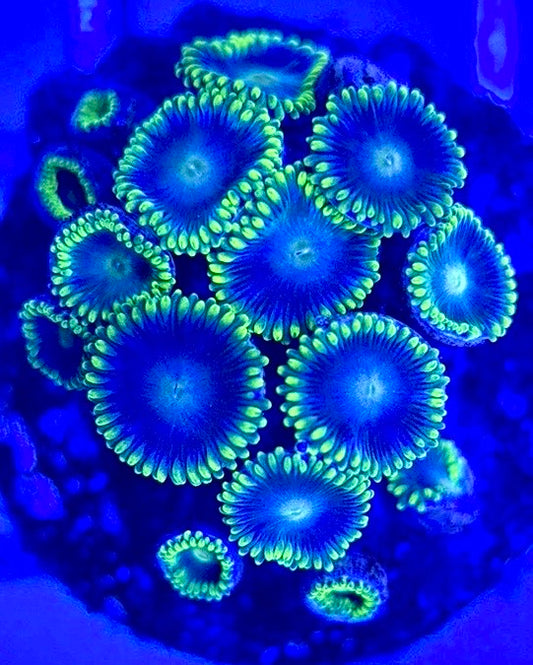 Zoas/Paly ZP102903 WYSIWYG