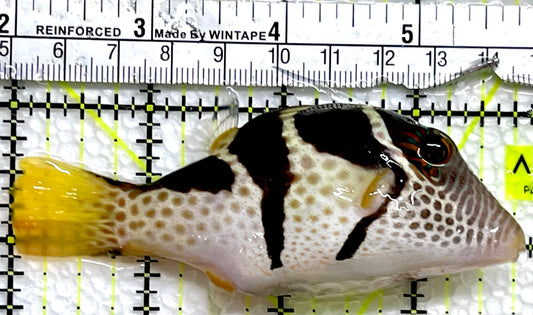 Valentini Toby Pufferfish VTP091301 WYSIWYG Size:XXL/SHOW 3.75"