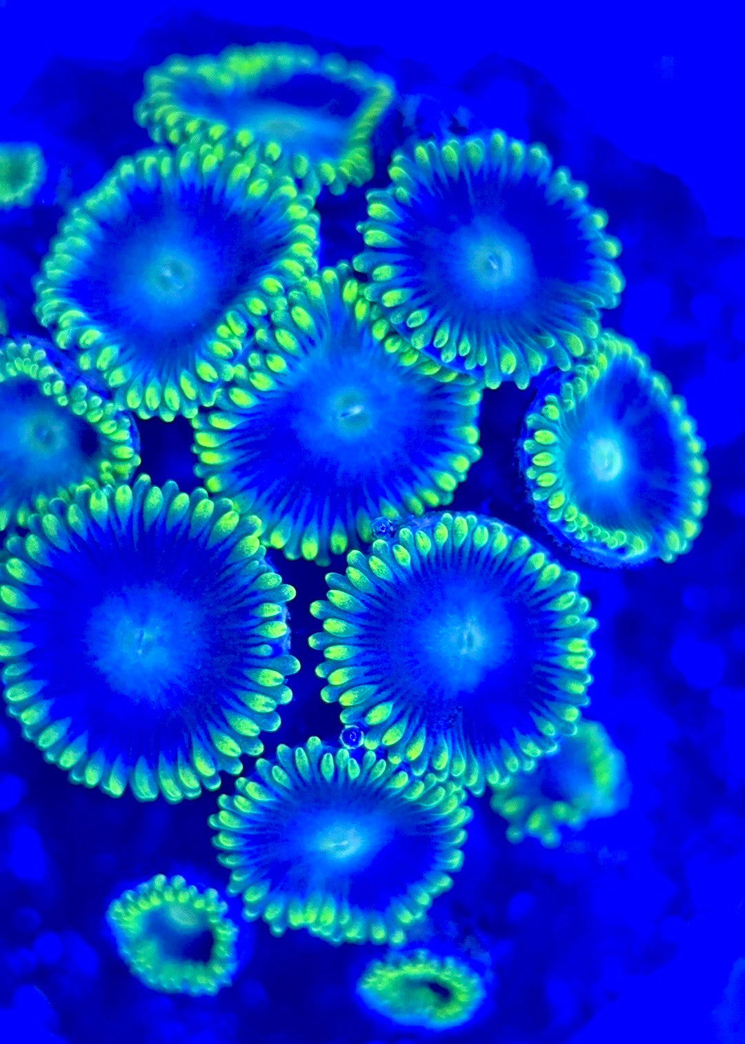 Zoas/Paly ZP102903 WYSIWYG