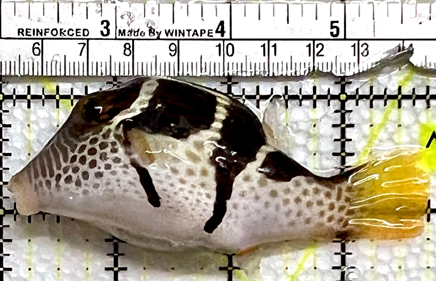 Valentini Toby Pufferfish VTP091301 WYSIWYG Size:XXL/SHOW 3.75"