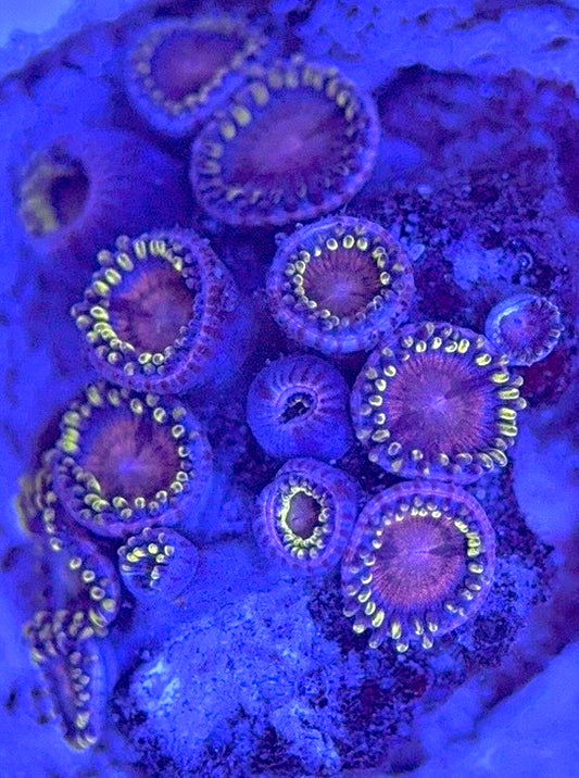 Zoas/Paly ZP102901 WYSIWYG