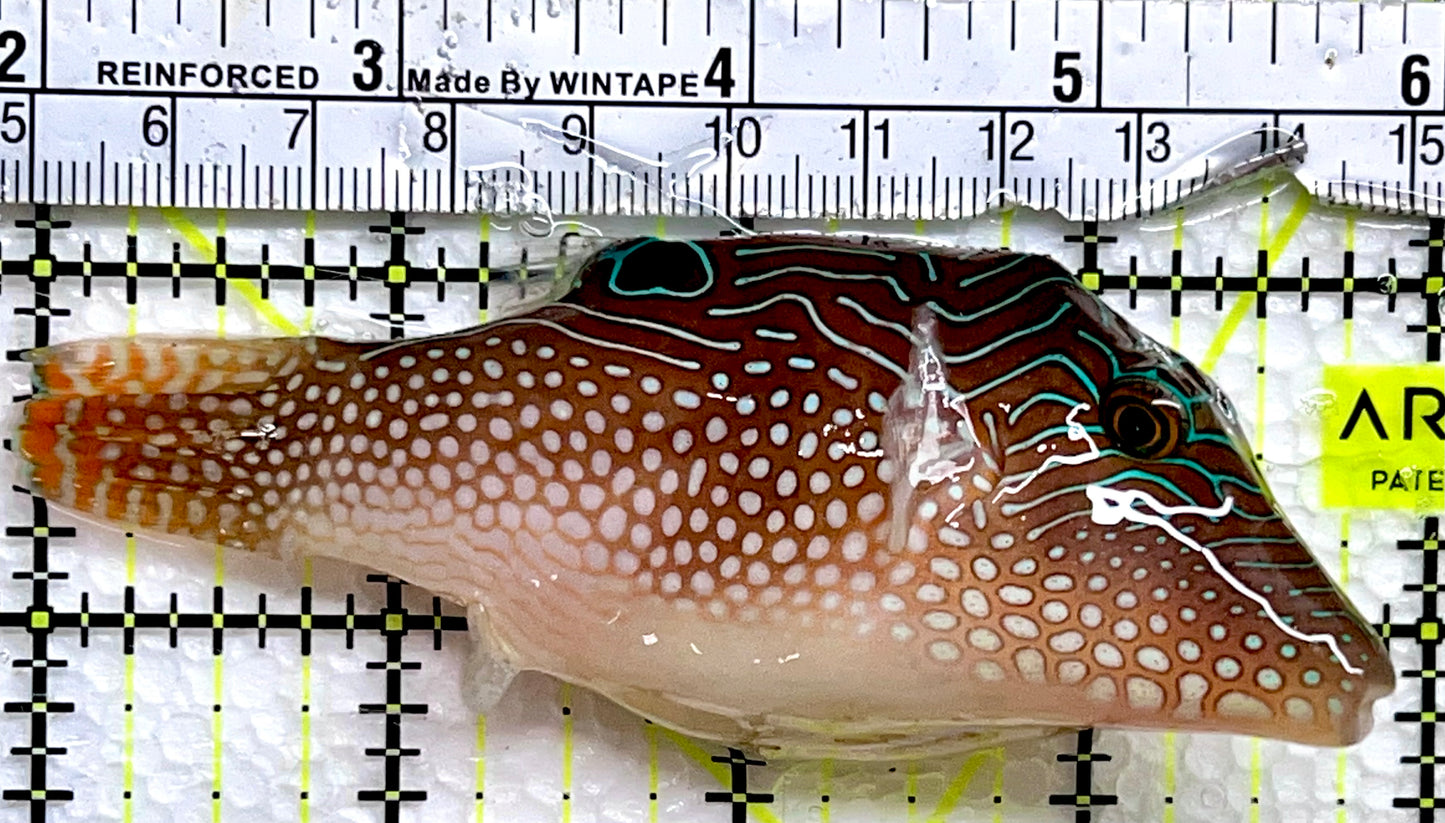 Blue Spot Toby Pufferfish BTP091301 WYSIWYG Size: 4"