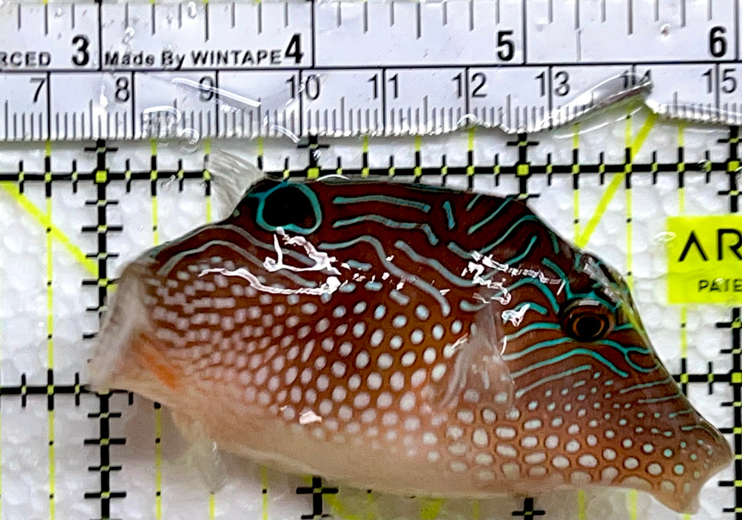 Blue Spot Toby Pufferfish BTP091301 WYSIWYG Size: 4"