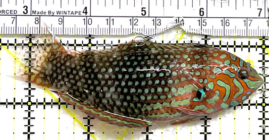 Ornate Leopard Wrasse OLW091501 WYSIWYG Size: XXL 4.5" approx