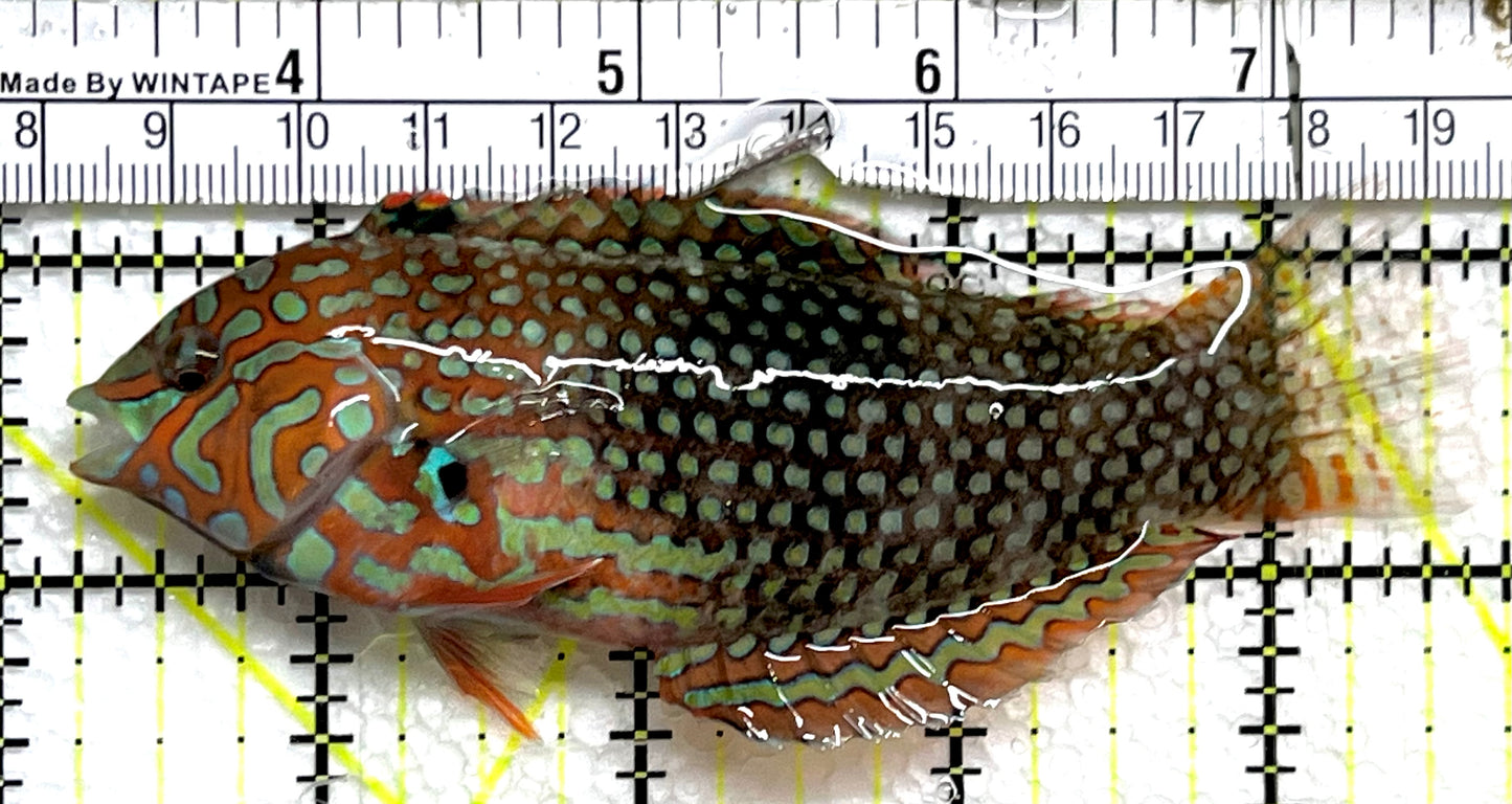 Ornate Leopard Wrasse OLW091501 WYSIWYG Size: XXL 4.5" approx