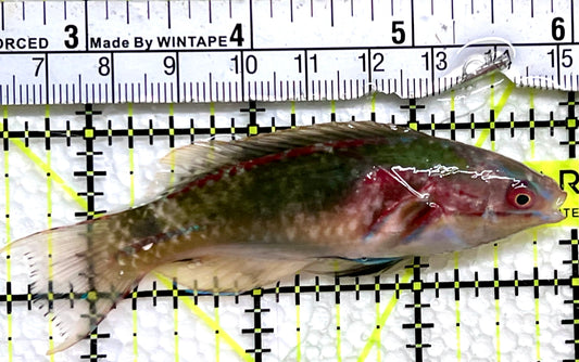 Exquisite Fairy Wrasse (Maldives Special Grade) EFW091301 WYSIWYG Size: L  3.5"