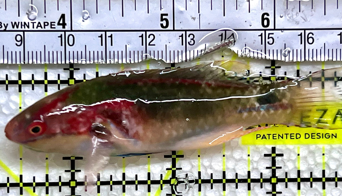 Exquisite Fairy Wrasse (Maldives Special Grade) EFW091301 WYSIWYG Size: L  3.5"