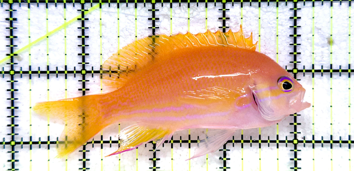 Squareback Anthias (Female) SA092101 WYSIWYG Size: L 4" approx