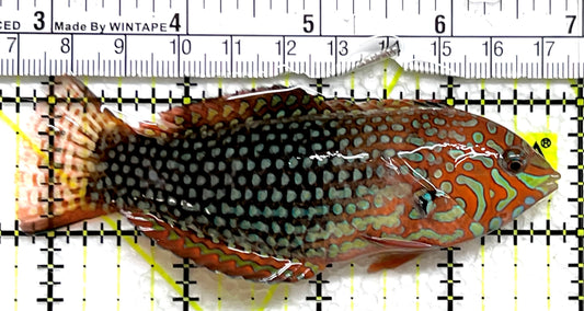 Ornate Leopard Wrasse OLW091502 WYSIWYG Size: XXL 4.25" approx