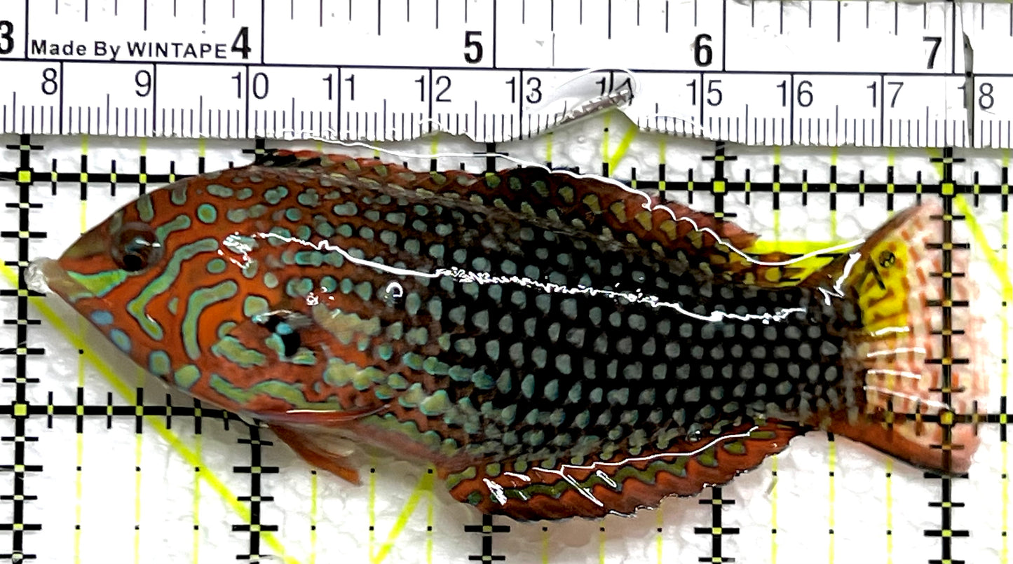 Ornate Leopard Wrasse OLW091502 WYSIWYG Size: XXL 4.25" approx