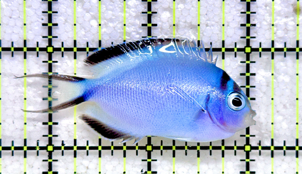 Watanabe Angelfish (Female) WA092101 WYSIWYG Size: M 2.25" approx