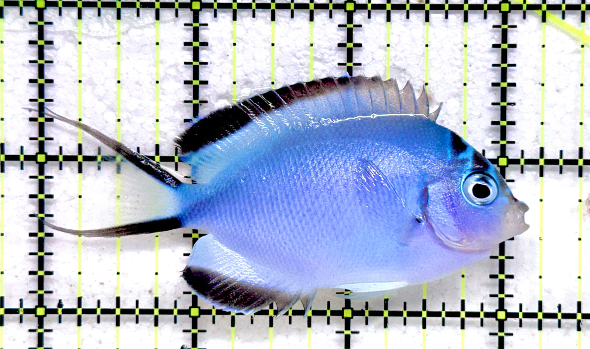 Watanabe Angelfish (Female) WA092102 WYSIWYG Size: L 3.25" approx