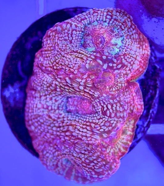 VA Acan Cotton Candy Bowerbanki VAACCB103001 WYSIWYG