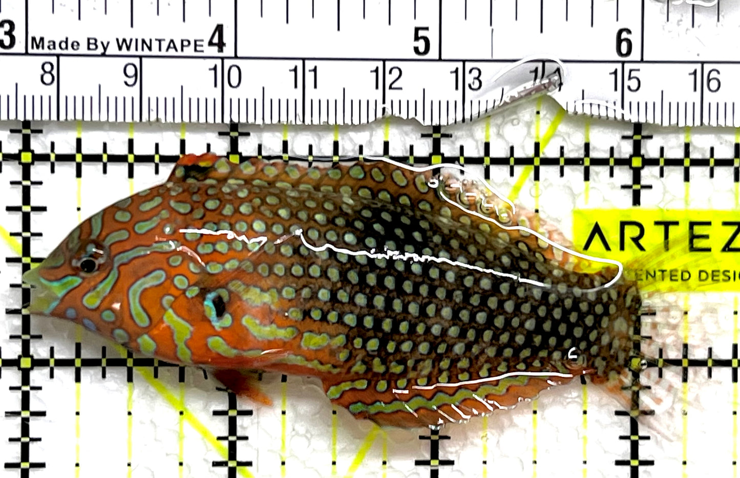 Ornate Leopard Wrasse OLW091503 WYSIWYG Size: XXL 3.75" approx