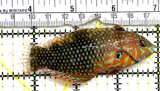 Ornate Leopard Wrasse OLW091503 WYSIWYG Size: XXL 3.75" approx