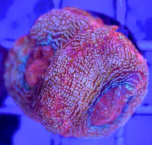 VA Acan Cotton Candy Bowerbanki VAACCB103002 WYSIWYG