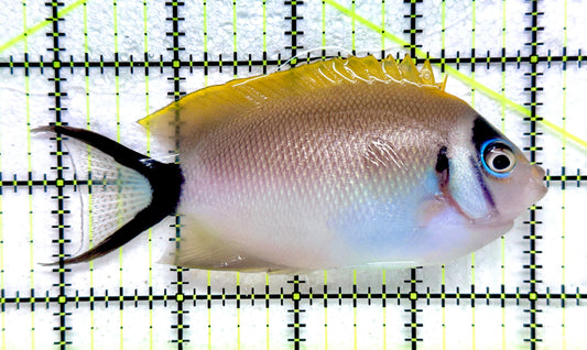 Female Masked Swallowtail Angelfish FMSA092102 WYSIWYG Size: XL 4.25" approx