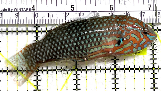 Ornate Leopard Wrasse OLW091504 WYSIWYG Size: XXL 3.75" approx