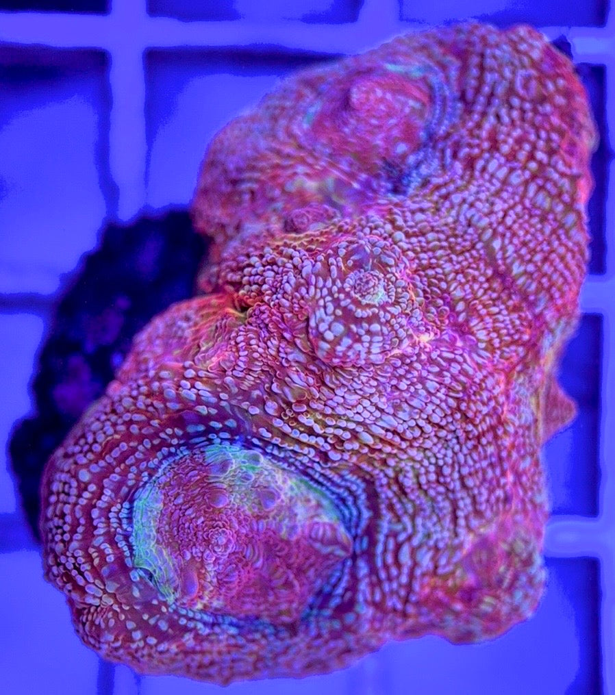 VA Acan Cotton Candy Bowerbanki VAACCB103003 WYSIWYG