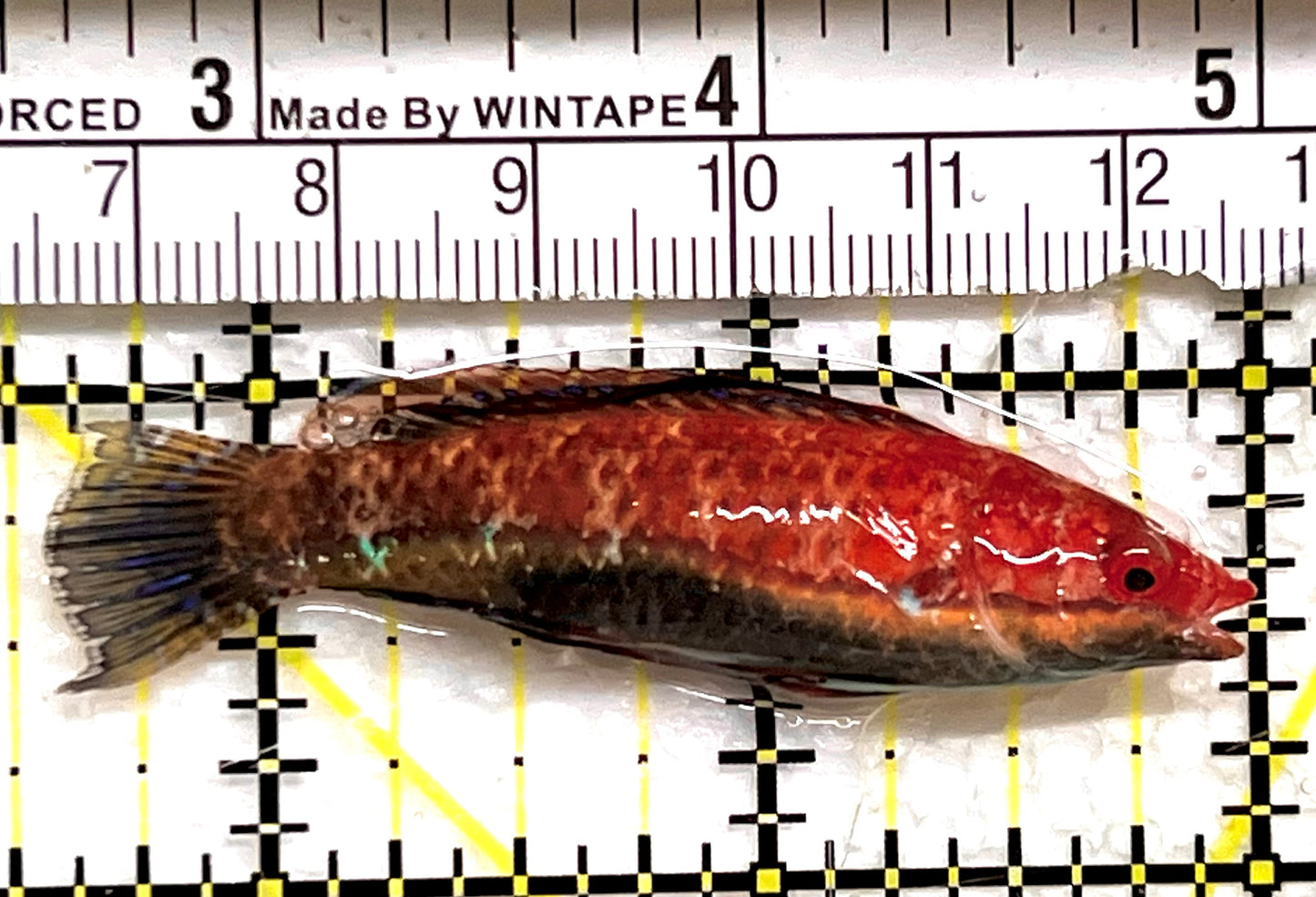 HighFin Fairy Wrasse HFW091501 WYSIWYG Size: SHOW 2.5" approx