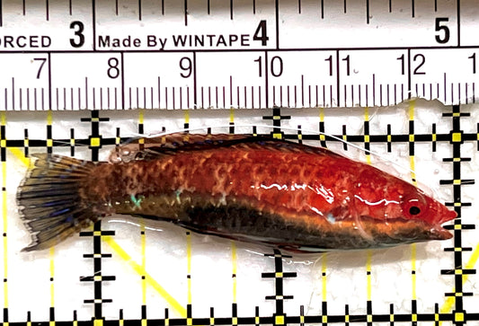 HighFin Fairy Wrasse HFW091501 WYSIWYG Size: SHOW 2.5" approx