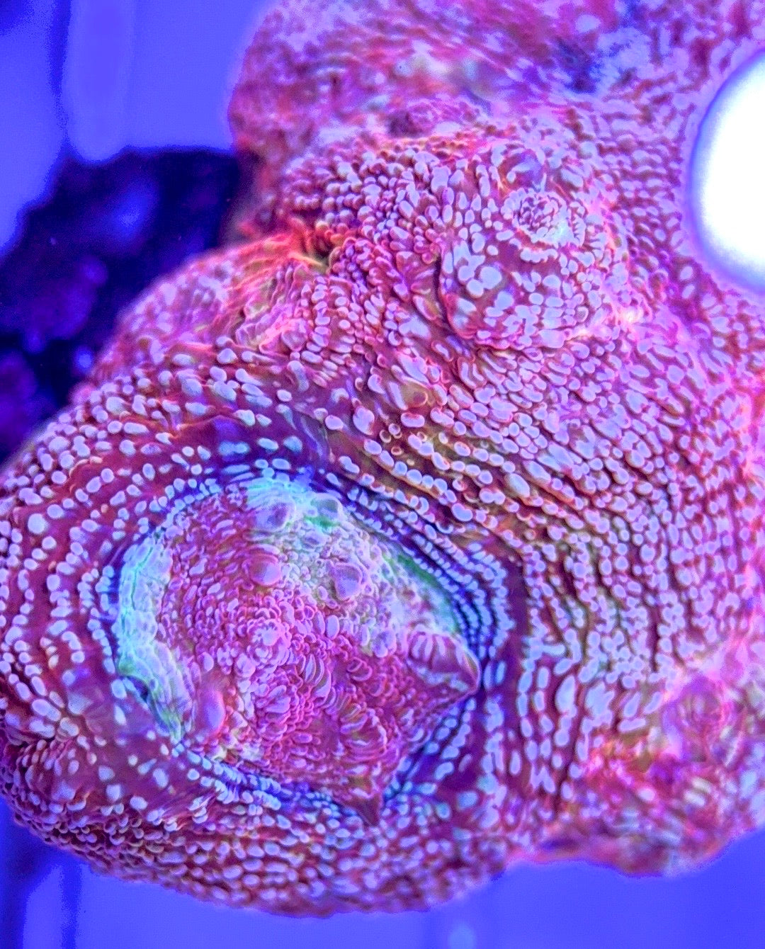 VA Acan Cotton Candy Bowerbanki VAACCB103003 WYSIWYG