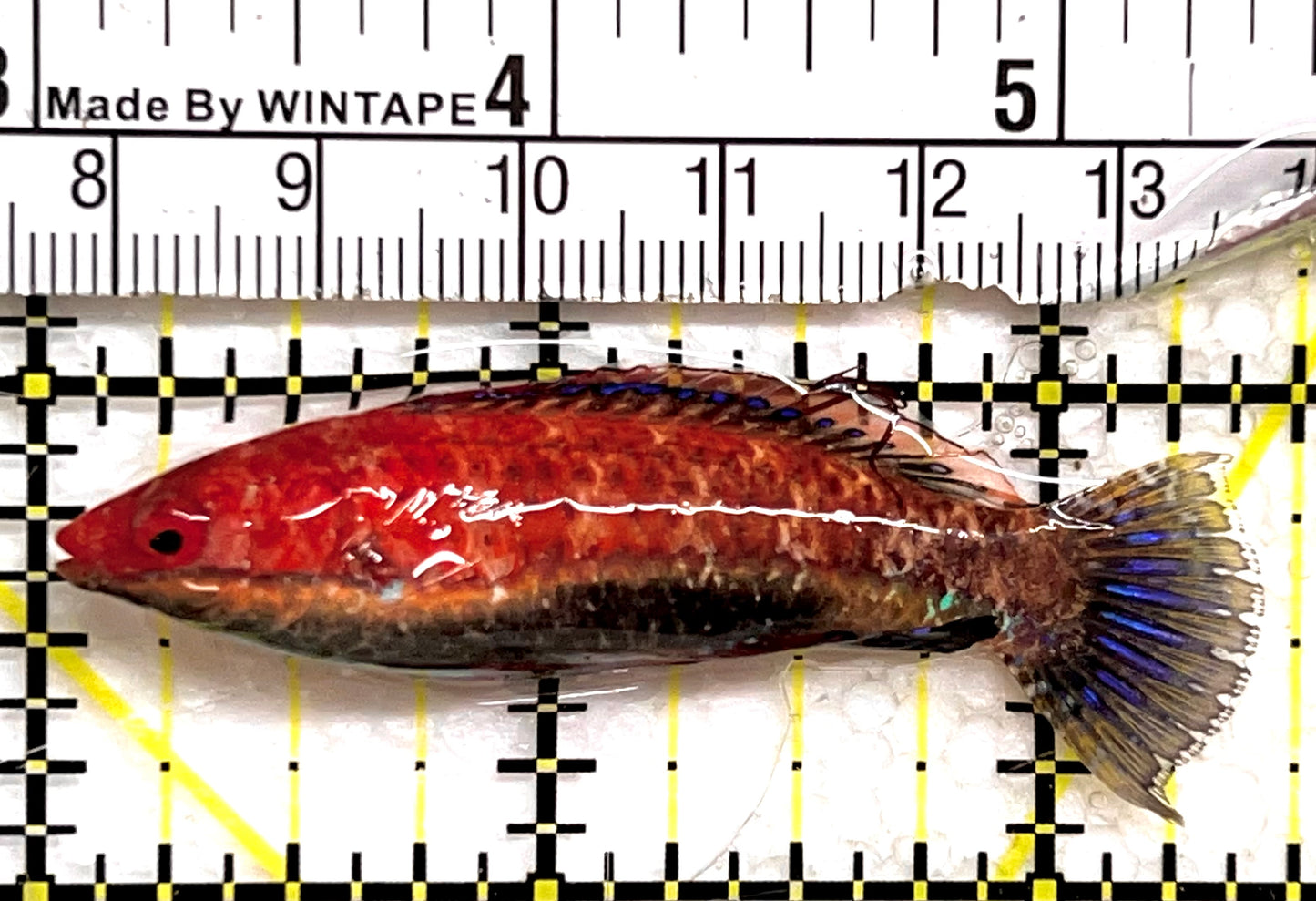 HighFin Fairy Wrasse HFW091501 WYSIWYG Size: SHOW 2.5" approx