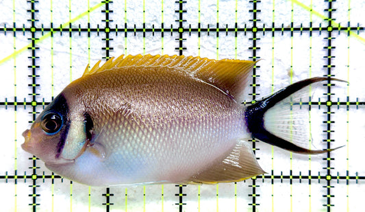 Female Masked Swallowtail Angelfish FMSA092104 WYSIWYG Size: XL 4.5" approx