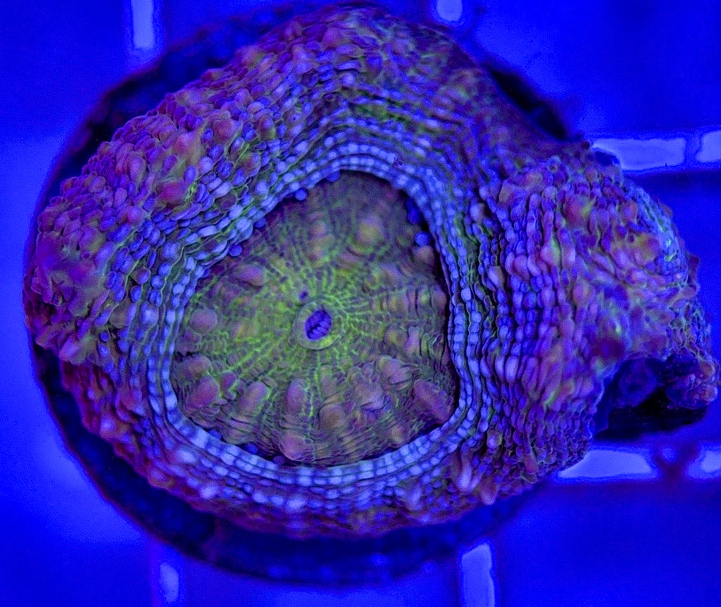 VA Green Bowerbanki GB103001 WYSIWYG