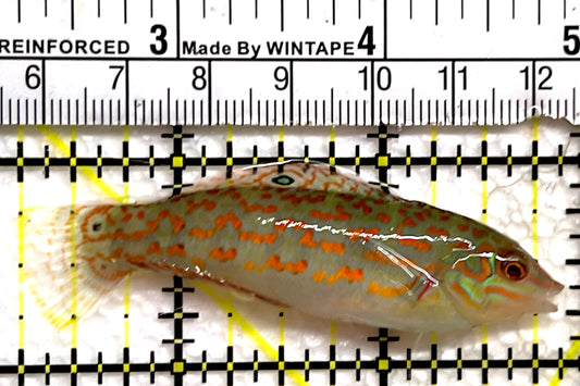 Timor Wrasse TW091501 WYSIWYG Size: L 2.75" approx