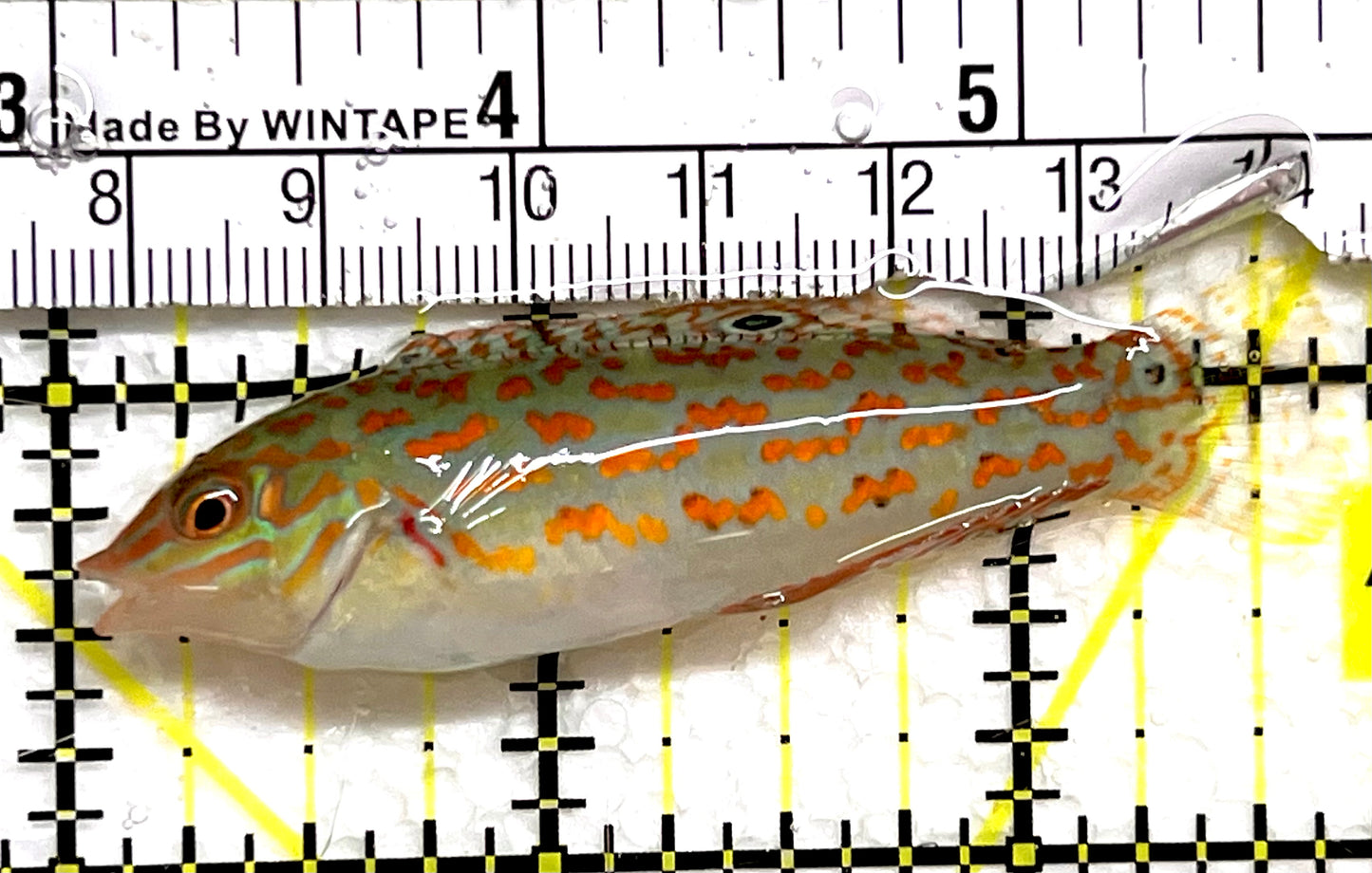 Timor Wrasse TW091501 WYSIWYG Size: L 2.75" approx
