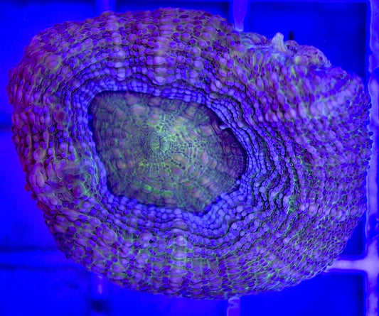 VA Green Bowerbanki GB103002 WYSIWYG