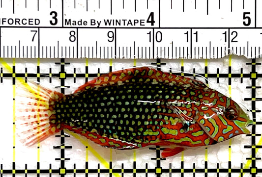 Ornate Leopard Wrasse OLW091505 WYSIWYG Size: ML 2.5" approx