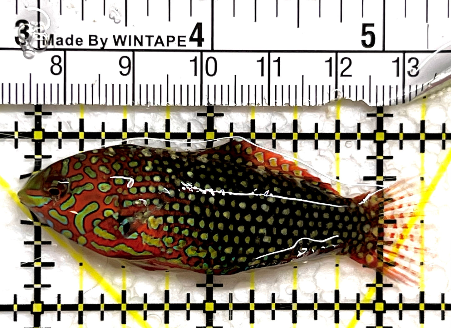 Ornate Leopard Wrasse OLW091505 WYSIWYG Size: ML 2.5" approx