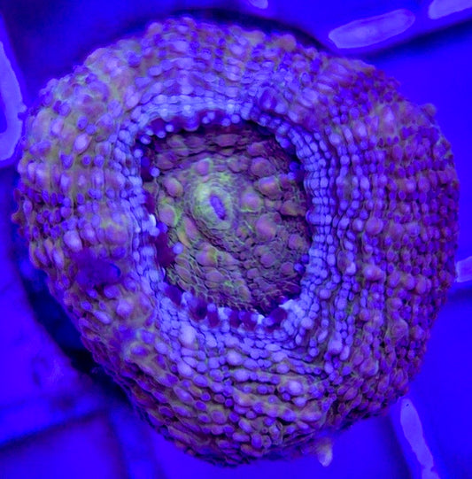 VA Green Bowerbanki GB103003 WYSIWYG