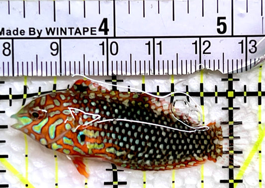Ornate Leopard Wrasse OLW091301 WYSIWYG Size: M 2"