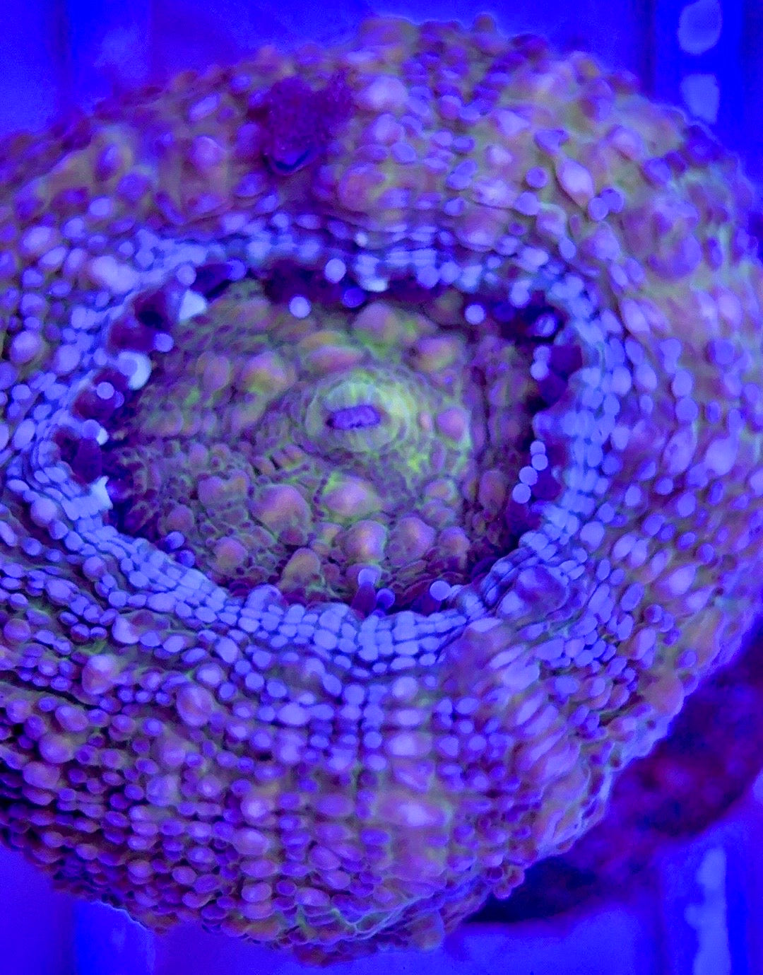 VA Green Bowerbanki GB103003 WYSIWYG